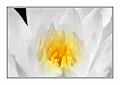 © Bloemen en planten 9 